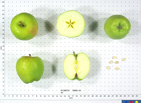 Click for 1 image(s) for this accession. FRUIT