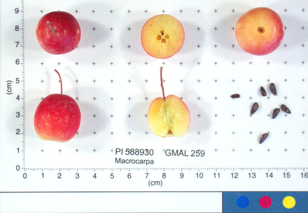 FRUIT