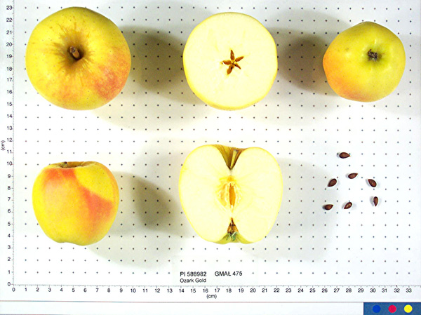Click for 1 image(s) for this accession. FRUIT