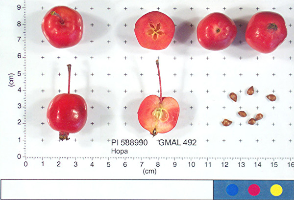 FRUIT