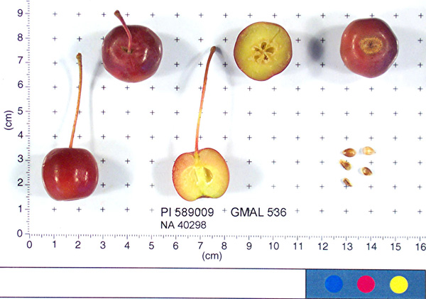 FRUIT
