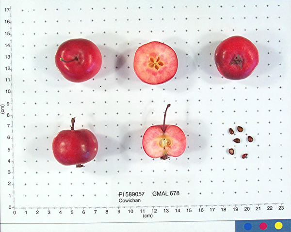 FRUIT