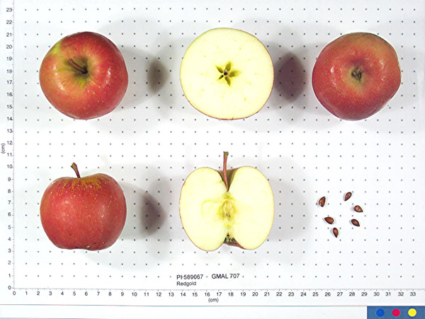 Click for 1 image(s) for this accession. FRUIT