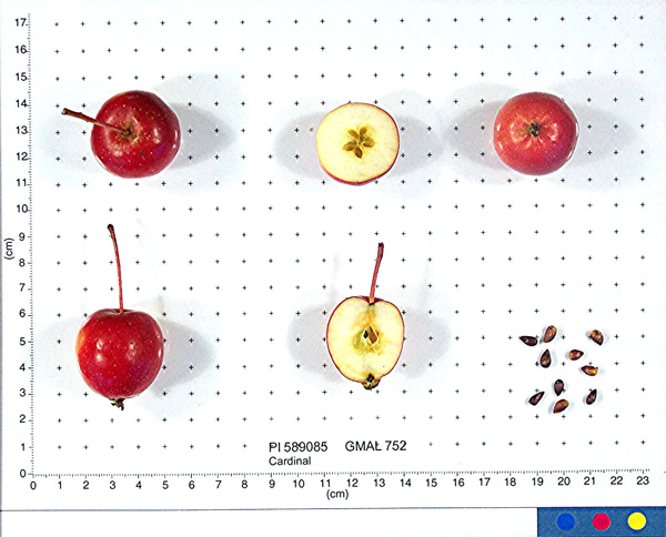 FRUIT