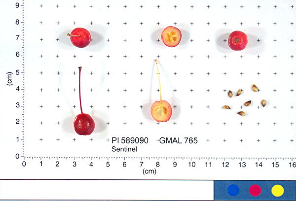 FRUIT