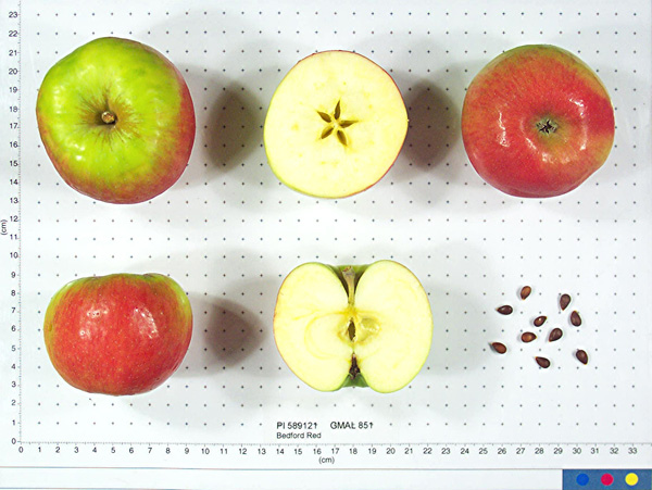 Click for 1 image(s) for this accession. FRUIT
