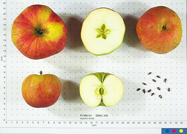 Click for 1 image(s) for this accession. FRUIT
