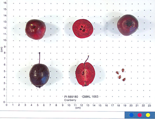 FRUIT