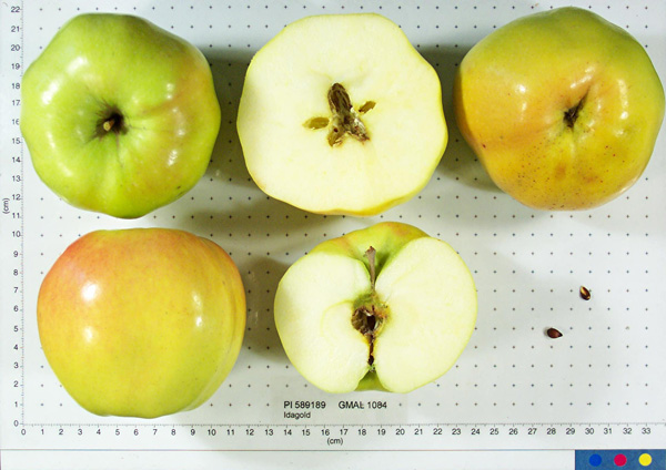 FRUIT