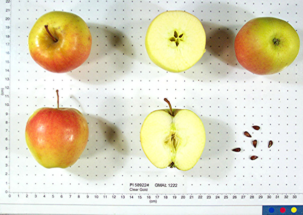 FRUIT