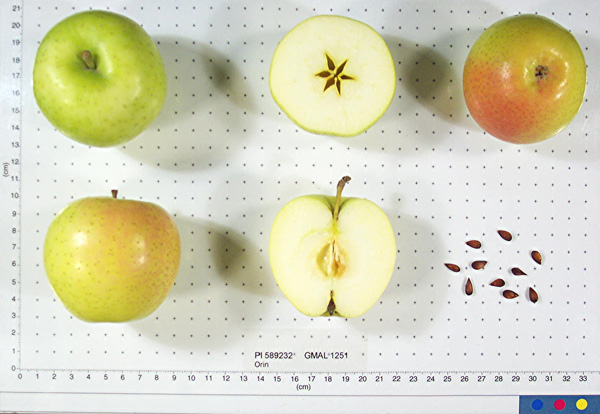 FRUIT