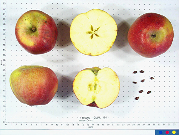 Click for 1 image(s) for this accession. FRUIT
