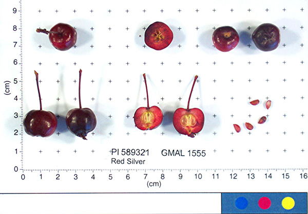 Click for 1 image(s) for this accession. FRUIT