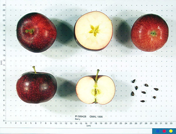 Click for 2 image(s) for this accession. FRUIT