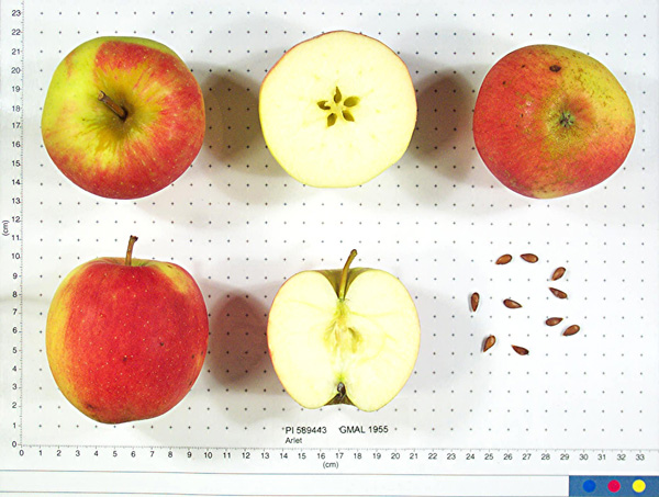 Click for 2 image(s) for this accession. FRUIT