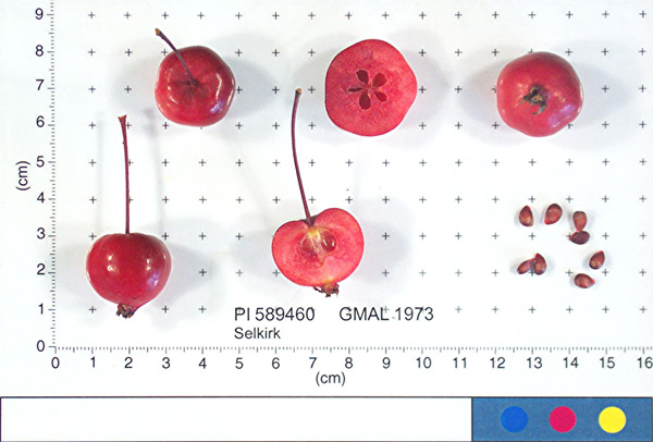 Click for 1 image(s) for this accession. FRUIT