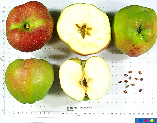 Click for 1 image(s) for this accession. FRUIT