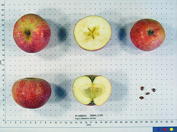 Click for 1 image(s) for this accession. FRUIT