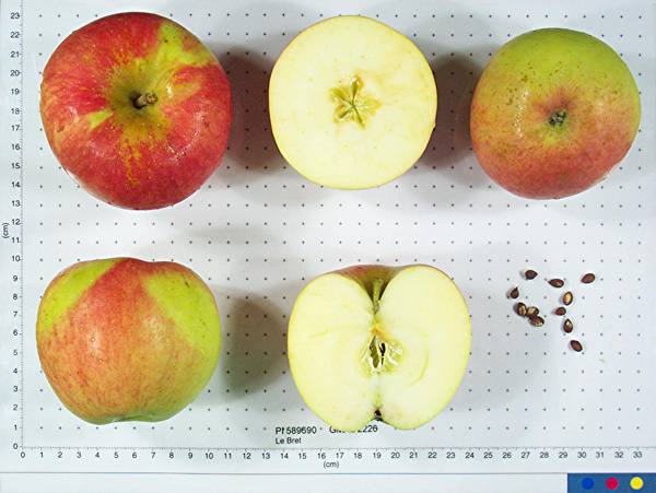 Click for 1 image(s) for this accession. FRUIT