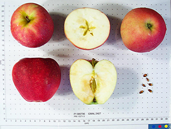 FRUIT