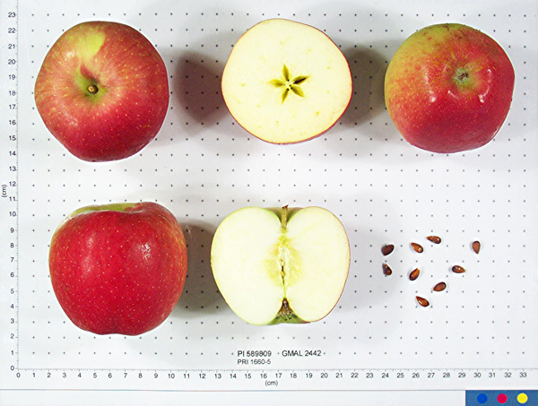 Click for 1 image(s) for this accession. FRUIT