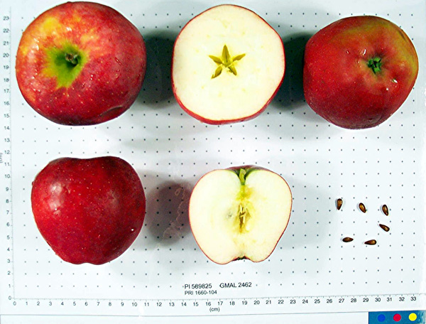 Click for 4 image(s) for this accession. FRUIT