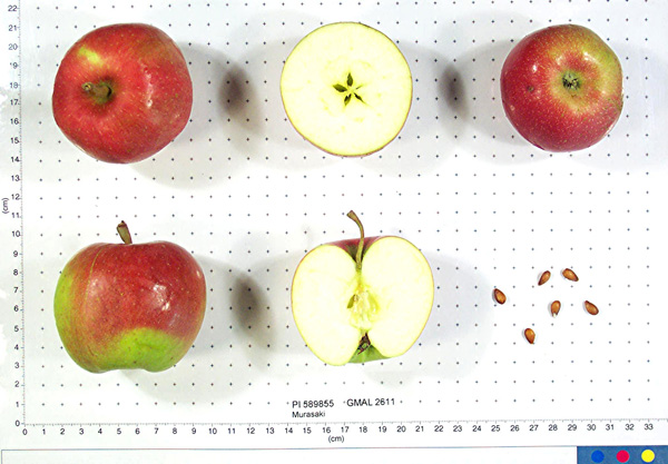 Click for 1 image(s) for this accession. FRUIT
