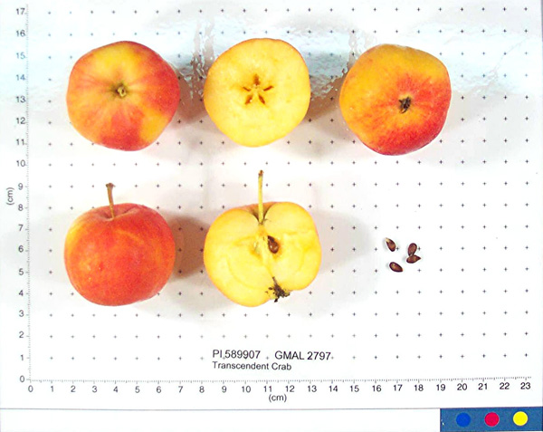 FRUIT