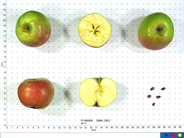 Click for 1 image(s) for this accession. FRUIT