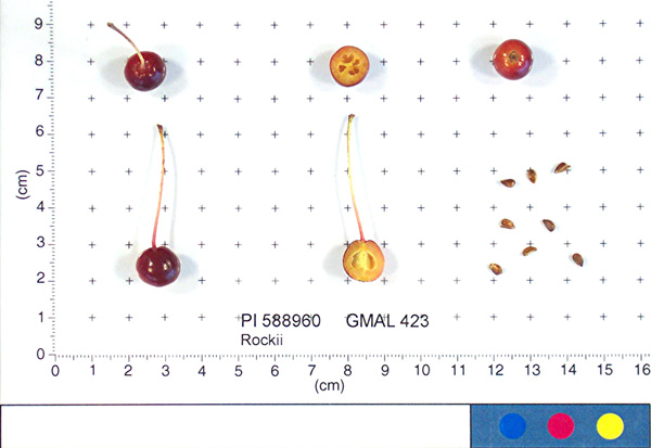 FRUIT