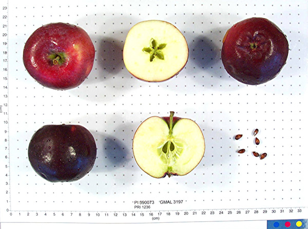 Click for 2 image(s) for this accession. FRUIT