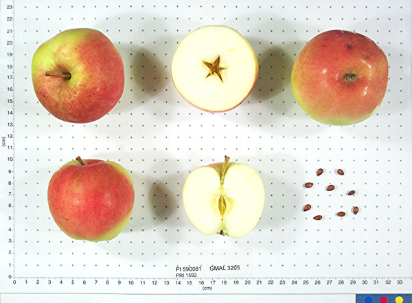 Click for 2 image(s) for this accession. FRUIT