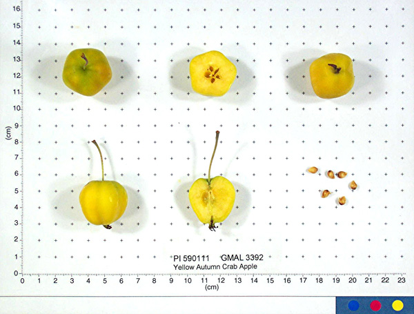 Click for 1 image(s) for this accession. FRUIT