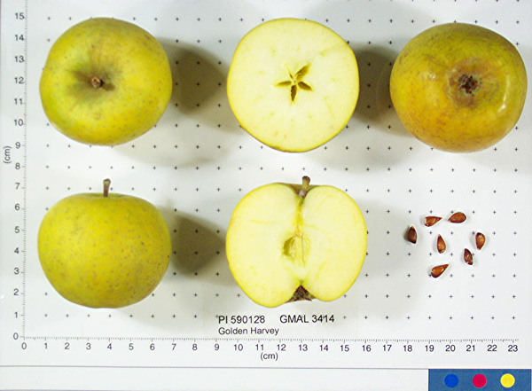 FRUIT