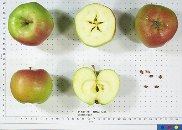 FRUIT
