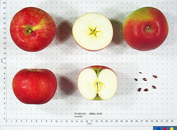FRUIT