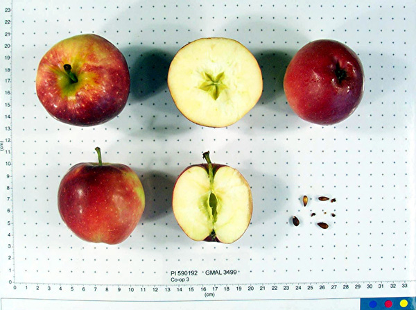 Click for 1 image(s) for this accession. FRUIT