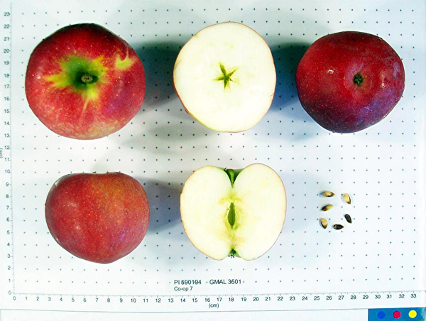 Click for 1 image(s) for this accession. FRUIT