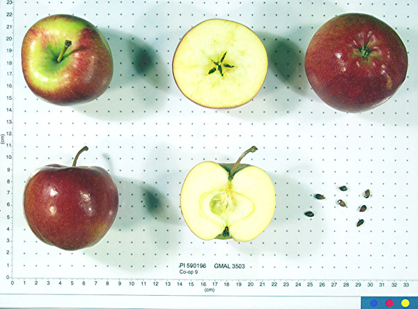 Click for 1 image(s) for this accession. FRUIT