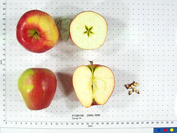 Click for 2 image(s) for this accession. FRUIT