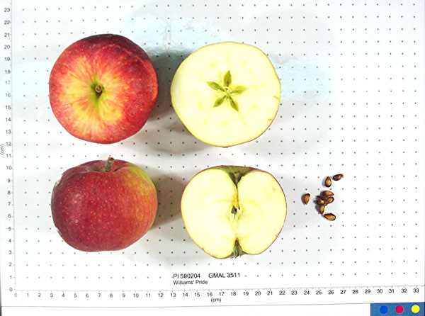 Click for 1 image(s) for this accession. FRUIT