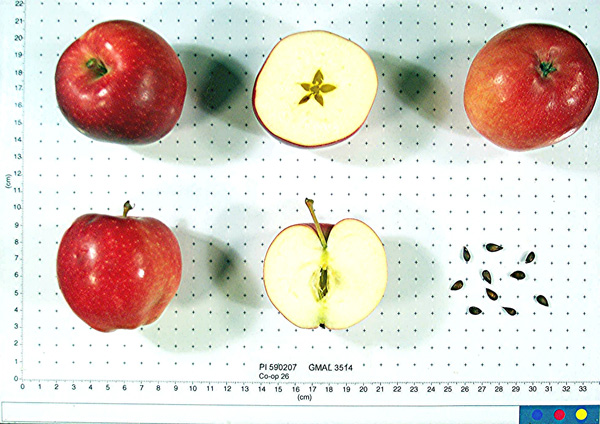 Click for 1 image(s) for this accession. FRUIT