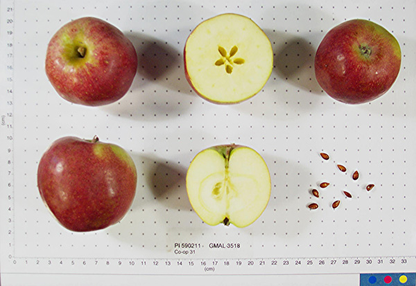 Click for 1 image(s) for this accession. FRUIT