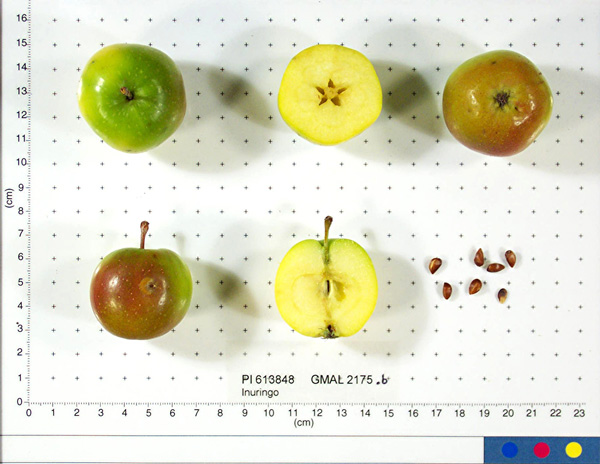 Click for 1 image(s) for this accession. FRUIT