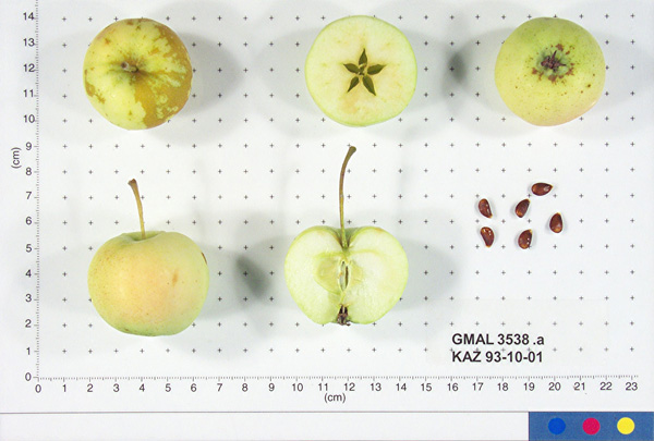 Click for 1 image(s) for this accession. FRUIT