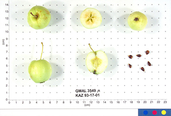 Click for 1 image(s) for this accession. FRUIT
