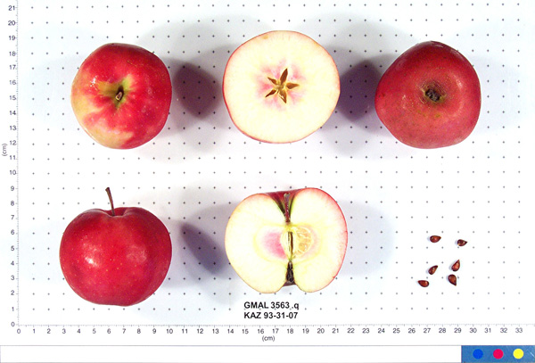 Click for 1 image(s) for this accession. FRUIT