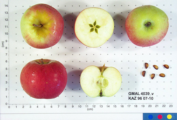 FRUIT