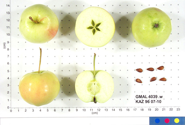 FRUIT
