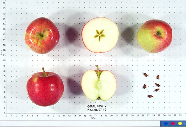 FRUIT